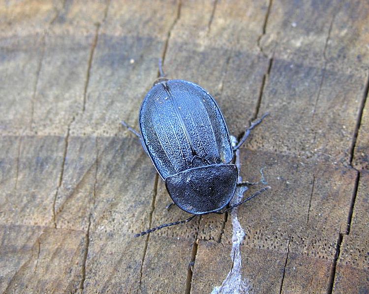 Phosphuga atrata, Stenomax aeneus, Amara aenea